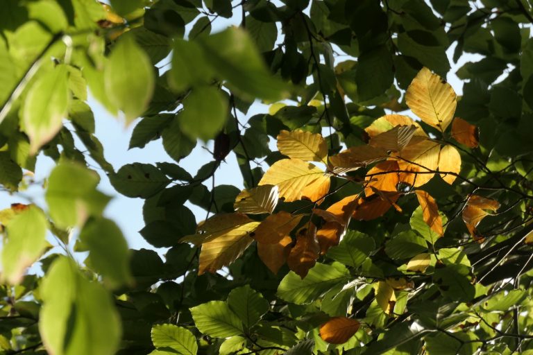 Es werde licht! Vom Deutschen Wald